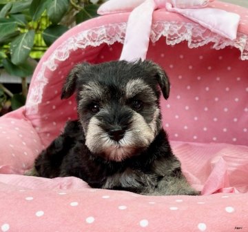 ミニチュアシュナウザー【大阪府・女の子・2021年10月4日・ソルト&ペッパー】の写真「血統優秀！パパチャンピオン！とてもとても可愛いお嬢」