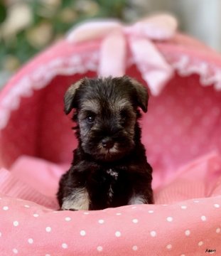 ミニチュアシュナウザー【大阪府・女の子・2020年5月20日・ソルト&ペッパー】の写真「血統優秀！パパチャンピオン！とてもとても可愛いお嬢」