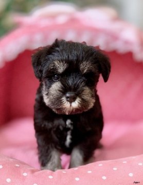 ミニチュアシュナウザー【大阪府・女の子・2020年8月27日・ブラック&シルバー】の写真「血統優秀！パパチャンピオン！とても可愛いこぶりさん」