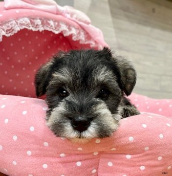 ミニチュアシュナウザー【大阪府・男の子・2021年11月18日・ソルト&ペッパー】の写真「血統優秀!パパチャンピオン!とてもとても可愛いボク」