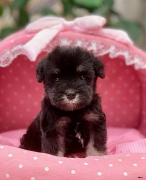 ミニチュアシュナウザー【大阪府・女の子・2020年7月16日・ブラック&シルバー】の写真「血統優秀！パパチャンピオン！とてもとても可愛いお嬢」