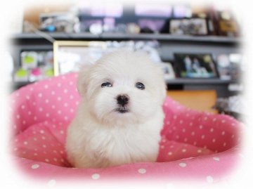 マルチーズ【大阪府・女の子・2018年3月13日・ホワイト】の写真「とっても可愛いお嬢さん★」