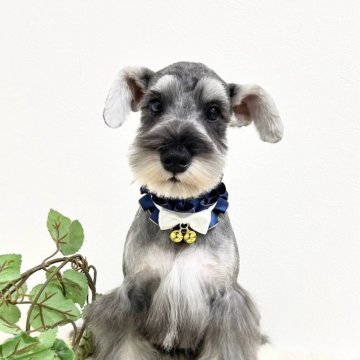 ミニチュアシュナウザー【大阪府・男の子・2023年7月17日・ソルト&ペッパー】の写真「血統優秀！パパチャンピオン！とてもと可愛い小ぶり君」