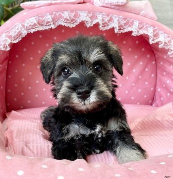 ミニチュアシュナウザー【大阪府・男の子・2022年3月24日・ソルト&ペッパー】の写真「血統優秀！パパチャンピオン！とてもとても可愛いボク」