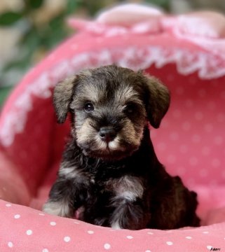 ミニチュアシュナウザー【大阪府・男の子・2020年8月18日・ソルト&ペッパー】の写真「血統優秀！パパチャンピオン！とても綺麗なボクです★」