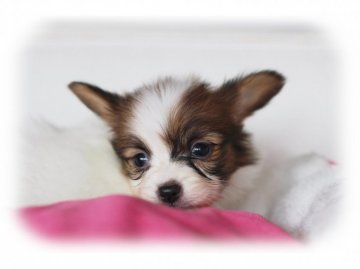 パピヨン【大阪府・女の子・2016年2月17日・ホワイト&ブラウン】の写真「パパJKCチャンピオン♪とても可愛い女の子！！」