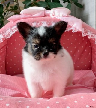 パピヨン【大阪府・男の子・2020年10月8日・ハウンドトライ】の写真「とってもとっても可愛いハウンドトライのボクちん☆」