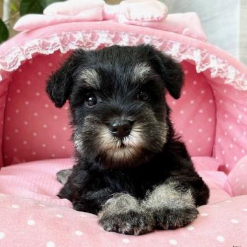 ミニチュアシュナウザー【大阪府・女の子・2022年6月23日・ブラック&シルバー】の写真「血統優秀！パパチャンピオン！とてもとても可愛いお嬢」