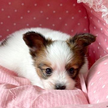 パピヨン【大阪府・男の子・2022年9月15日・ホワイト&ブラウン】の写真「血統優秀！とてもとても可愛いボクです★」