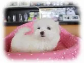マルチーズ【大阪府・女の子・2018年3月13日・ホワイト】の写真2