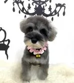 ミニチュアシュナウザー【大阪府・女の子・2022年6月29日・ソルト&ペッパー】の写真2