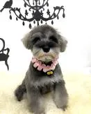 ミニチュアシュナウザー【大阪府・女の子・2022年6月29日・ソルト&ペッパー】の写真3