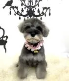 ミニチュアシュナウザー【大阪府・女の子・2022年6月29日・ソルト&ペッパー】の写真4