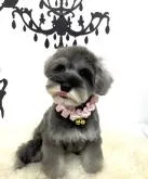 ミニチュアシュナウザー【大阪府・女の子・2022年6月29日・ソルト&ペッパー】の写真5