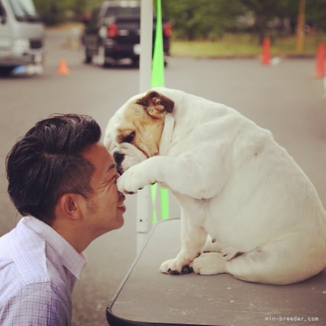 伊規須　直実(いぎす　なおみ)ブリーダー(福岡県・フレンチブルドッグなど・JKC登録)の紹介写真1