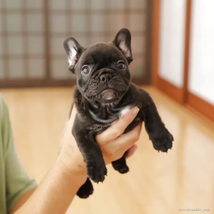 ID：2509-03325の子犬