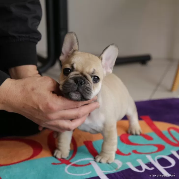 ID：2501-03502の子犬