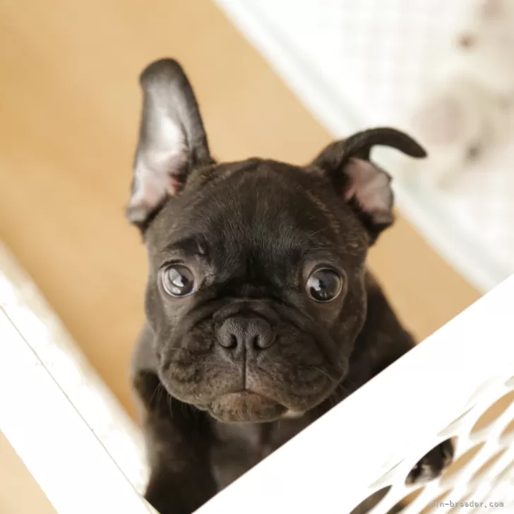 Y.K 様のお迎えした子犬