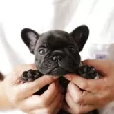 フレンチブルドッグ