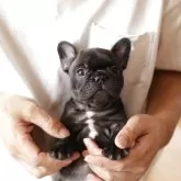 フレンチブルドッグ