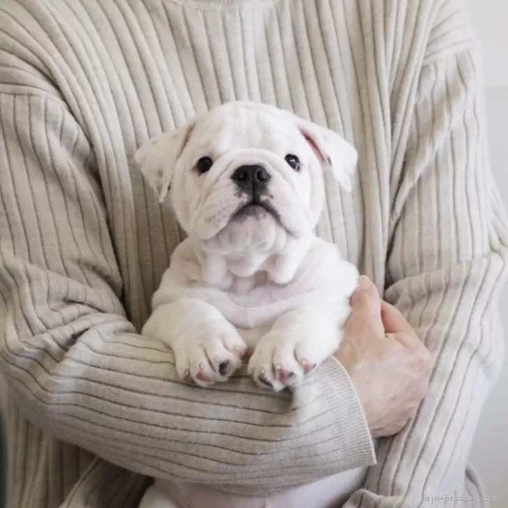 T 様のお迎えした子犬