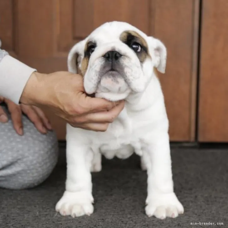 ID：2303-03998の子犬