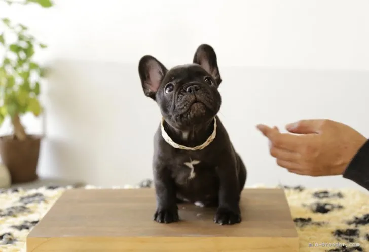 ID：1910-01656の子犬