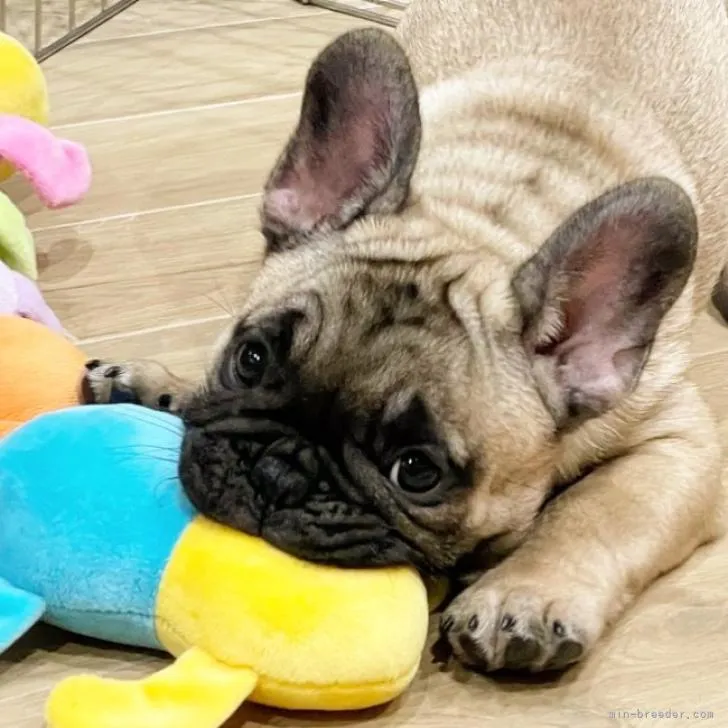 ID:2210-00510の子犬