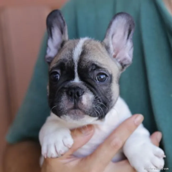 M.K 様のお迎えした子犬