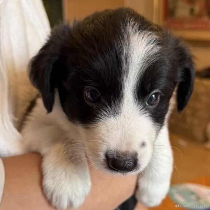 ID：2508-00459の子犬