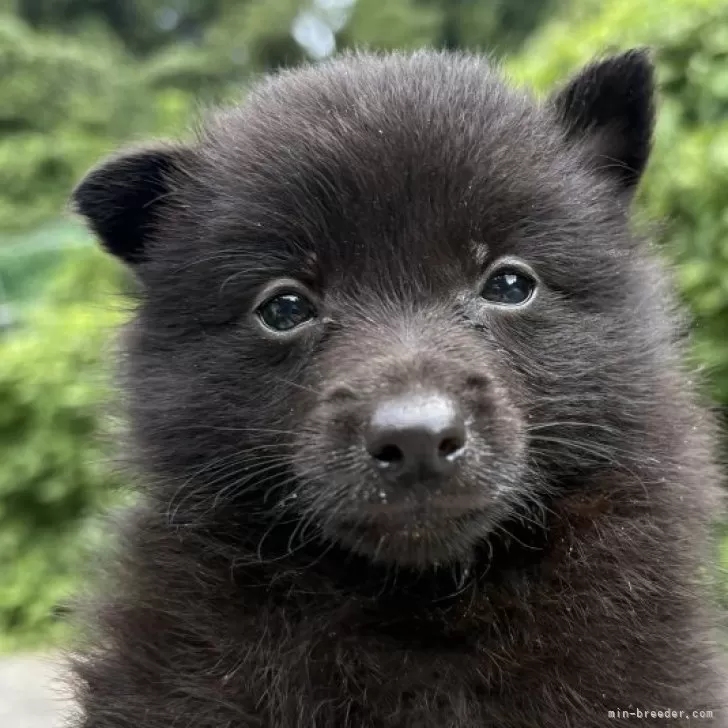Kono 様のお迎えした子犬