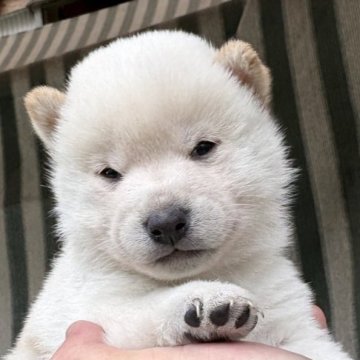 柴犬(豆柴)【千葉県・女の子・2025年9月10日・白】の写真「多分ガンコ」