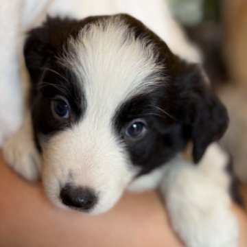 ボーダーコリー【千葉県・男の子・2025年6月17日・ブラックアンドホワイト】の写真「元気いっぱい」