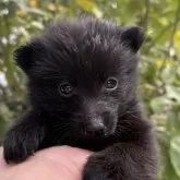 スキッパーキ【千葉県・男の子・2024年11月18日・ブラック】の写真1