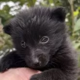 スキッパーキ【千葉県・男の子・2024年11月18日・ブラック】の写真2