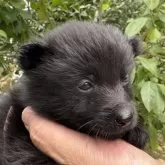 スキッパーキ【千葉県・男の子・2024年11月18日・ブラック】の写真2