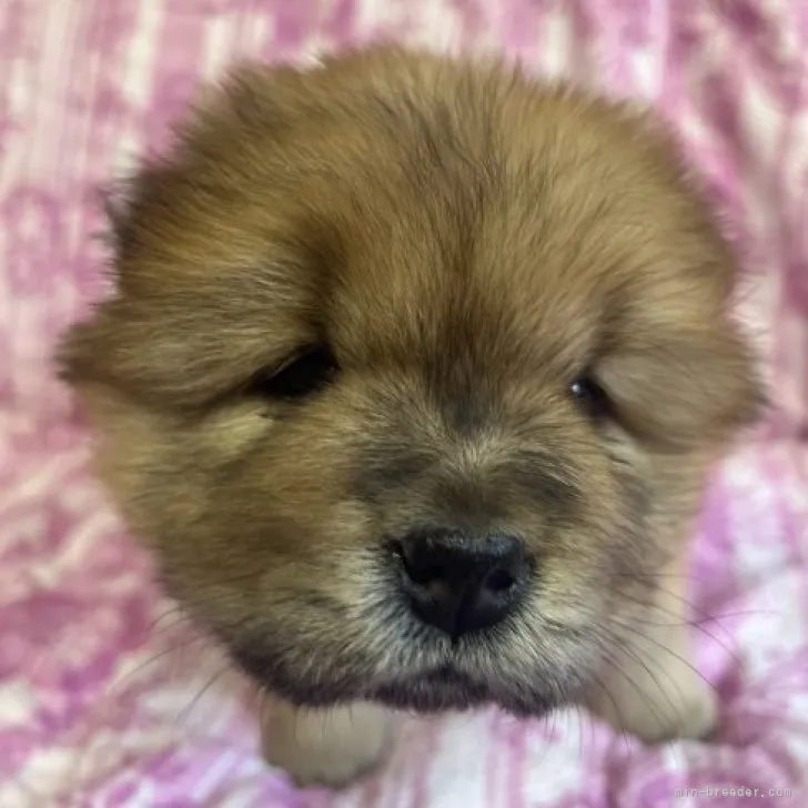 ID：2301-01174の子犬