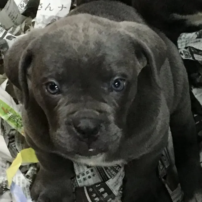 ID：1803-01238の子犬