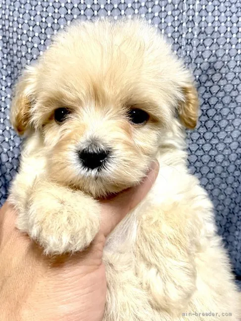 ID：2204-03254の子犬