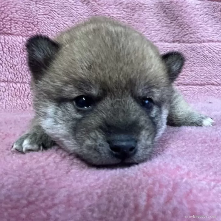 ID:2312-03057の子犬