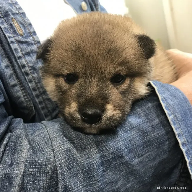 ID:2105-02494の子犬