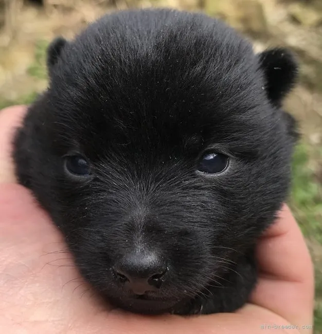 ID：2108-01008の子犬