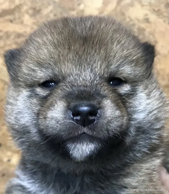 S.T 様のお迎えした子犬