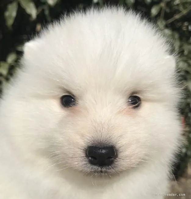 ID：2202-01643の子犬
