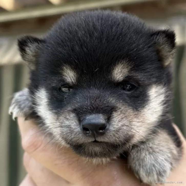 ID：2410-07965の子犬