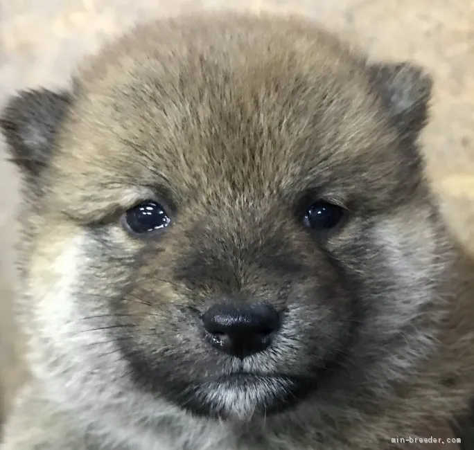 わわ 様のお迎えした子犬