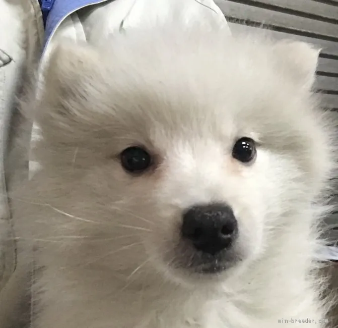 ID：2001-01430の子犬