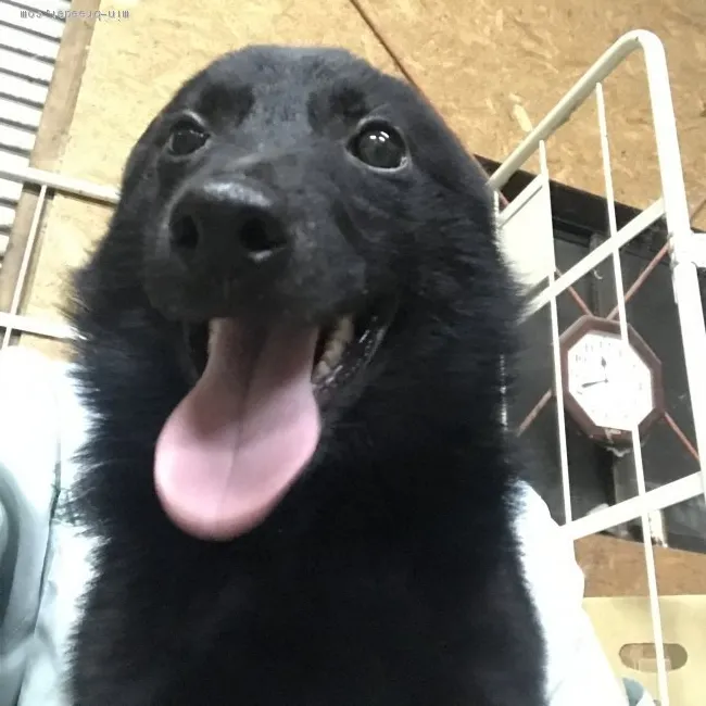 ID：2006-01679の子犬