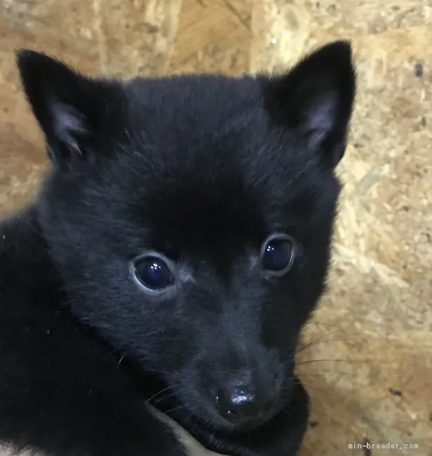 ID：2010-00134の子犬