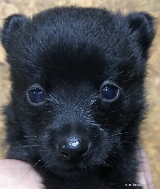 ID:2109-00350の子犬